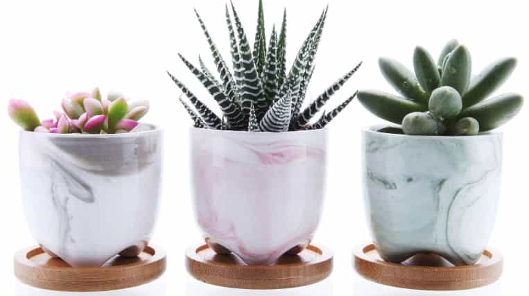 Ceramic Succulent Planter Pots With Bamboo Tray